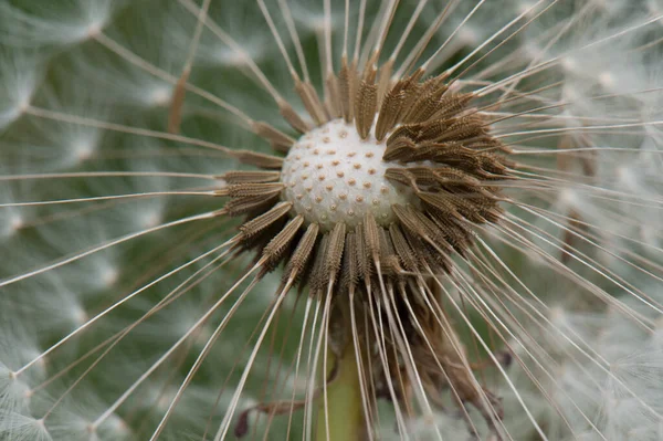 Una Macro Toma Los Pétalos Diente León Rotos Hermosa Flor — Foto de Stock