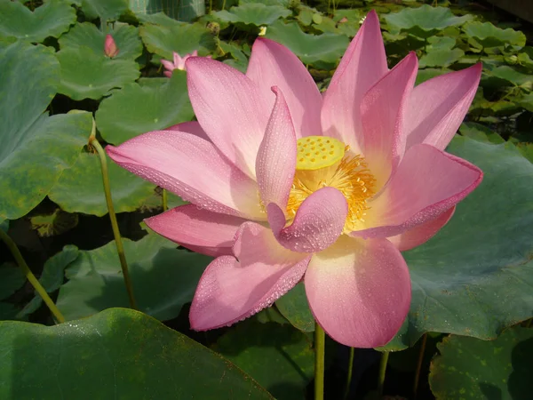 Närbild Delikat Rosa Lotusblomma — Stockfoto