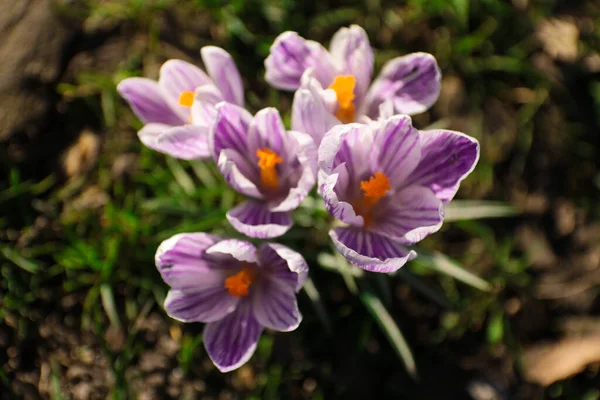 Piękne Krokusy — Zdjęcie stockowe