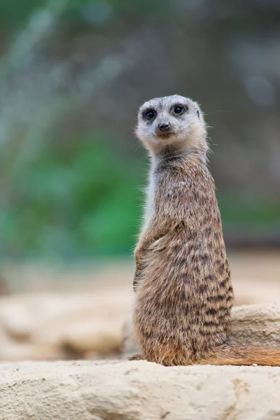 Vertikal Bild Söt Surikat Sin Naturliga Miljö Suddig Backgrou — Stockfoto