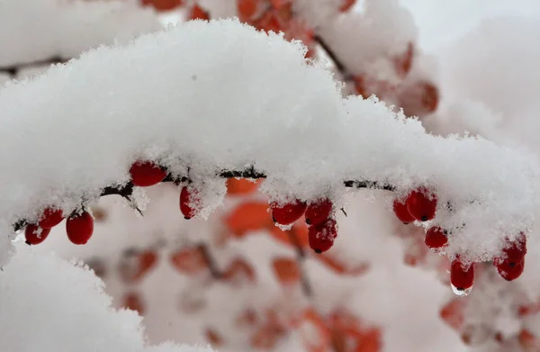Ein Schöner Schuss Hagebutte Auf Einem Schneebedeckten Zweig — Stockfoto