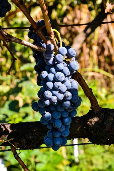 Gros Plan Vertical Raisins Foncés Poussant Sur Les Branches Une — Photo