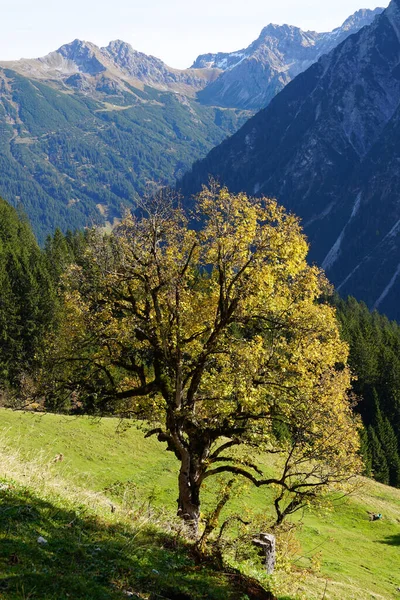 俯瞰高山风景的垂直镜头 其前景是一棵树 — 图库照片