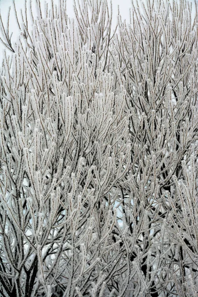 Tiro Vertical Arbustos Com Revestimento Geada Backgro Inverno — Fotografia de Stock