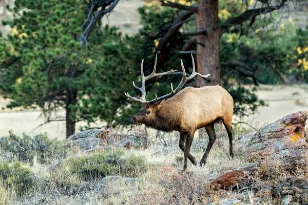 Plan Sélectif Wapiti Dans Parc National Prince Albert Saskatchewan Canada — Photo