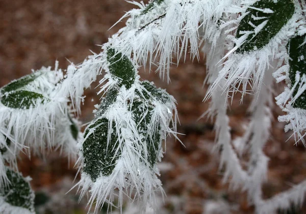 Uma Ramificação Congelada Após Nevoeiro Inverno — Fotografia de Stock