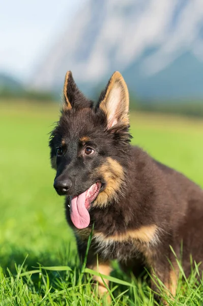 Een Verticaal Schot Van Een Schattige Duitser Shepherd Het Park — Stockfoto