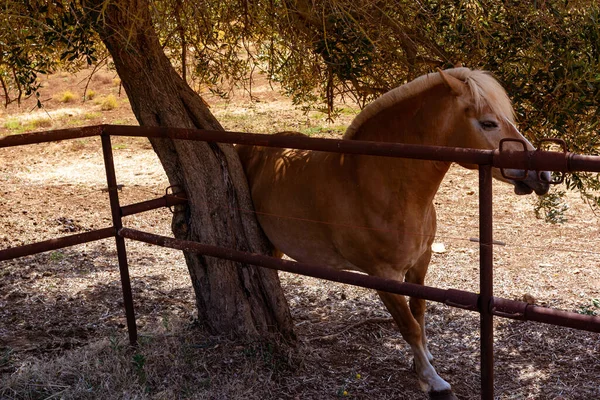 Cavalo Marrom Atrás Uma Cerca Pasto — Fotografia de Stock