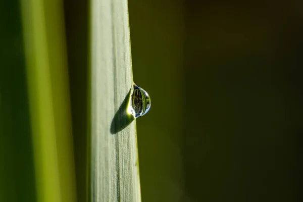 Closeup Shot Leaf Covered Morning Dew — Stock Photo, Image