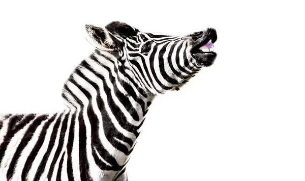 Cute Zebra Isolated White Background — Stock Photo, Image