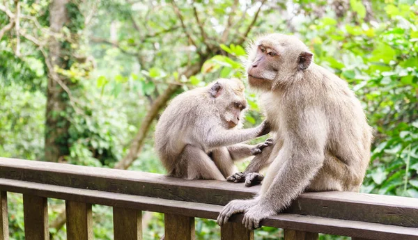 大人の猿が森の中に腰を下ろしている 猿の森 ウブド バリ島 インドネシア — ストック写真