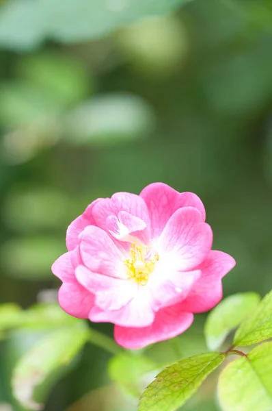 Een Verticaal Selectief Focus Shot Van Een Rose Bloeiende Bloem — Stockfoto