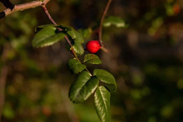 Eine Nahaufnahme Von Frischer Hagebutte Auf Einem Baum — Stockfoto