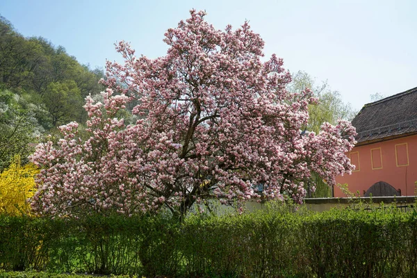Gökyüzünün Altında Parlak Pembe Çiçekleri Olan Bir Manolya Ağacının Güzel — Stok fotoğraf