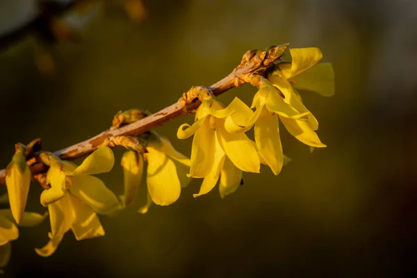 Selektywne Ujęcie Ostrości Żółtych Kwiatów Lesie — Zdjęcie stockowe