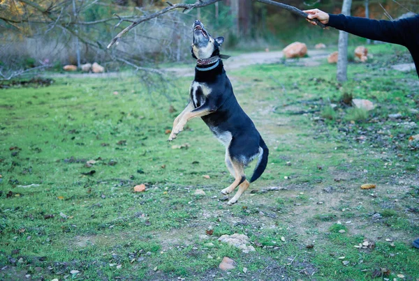 Een Terriër Die Trucs Uithaalt Met Zijn Eigenaar Een Park — Stockfoto