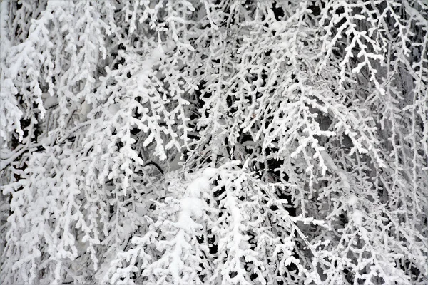 Крупним Планом Знімок Гілок Дерев Покритих Морозом — стокове фото