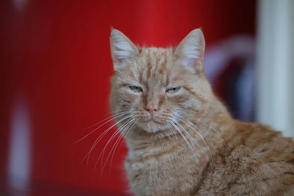 一只可爱的红头发沉思的姜猫的特写镜头 — 图库照片