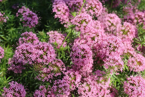 Jardín Hermosas Flores Phuopsis Stylosa Rosa —  Fotos de Stock