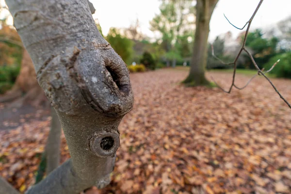 Closeup Old Tree Trunk — Stock Photo, Image