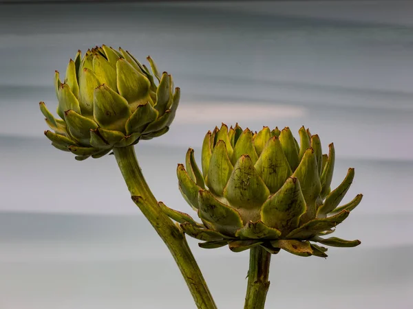 Petals Artichoke Cynara Cardunculus Front Gray White Structured Background — Stock Photo, Image