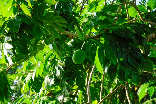 Närbild Ett Ekologiskt Brödfruktträd Mogna Frukter Hängande Trädet — Stockfoto