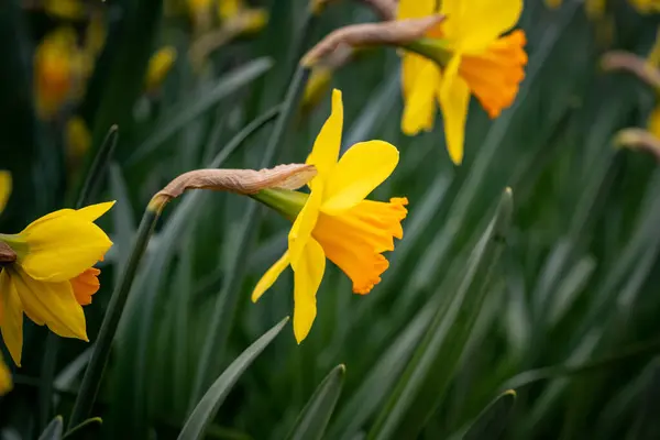 Selektywne Ujęcie Ostrości Egzotycznych Żółtych Żonkili Kwiatów Lesie — Zdjęcie stockowe