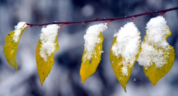 Ein Schöner Schuss Von Schneebedeckten Blättern Auf Einem Zweig — Stockfoto