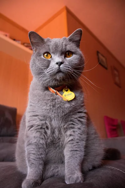 Gato British Blue Ojos Naranjas Mirando Camara — Stockfoto