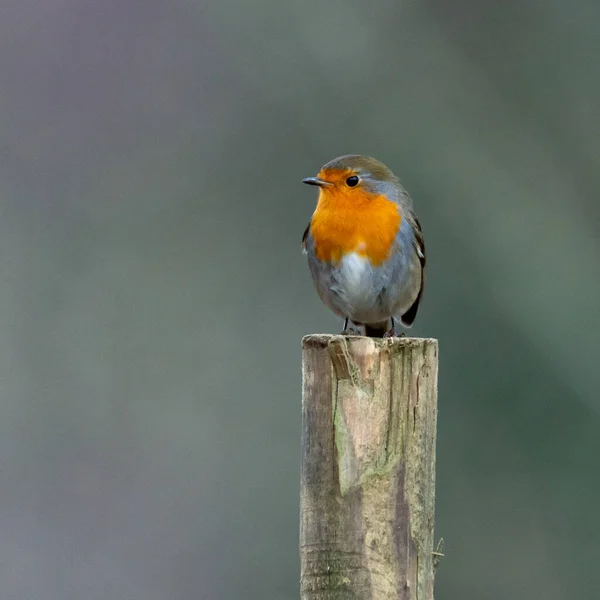 Fotografování Ptáků Pořízené Švédsku Klacku Sedí Evropský Robin Erithacus Rubecula — Stock fotografie