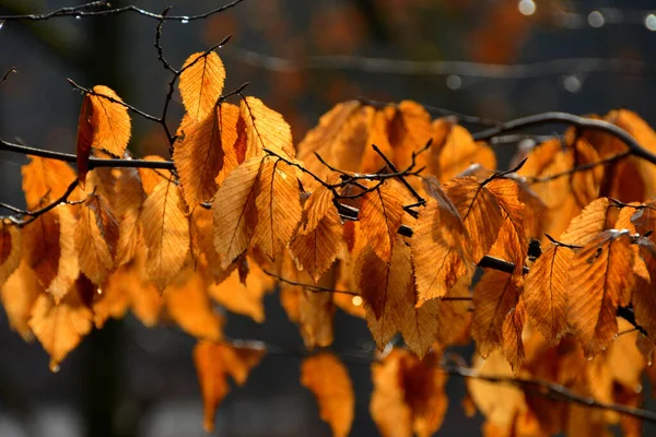 Een Selectieve Focus Shot Van Gouden Bladeren Boomtakken Schilderachtige Herfst — Stockfoto