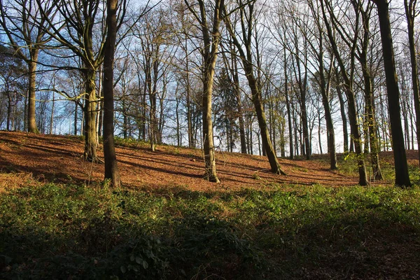 Terreno Amadeirado Pitoresco Com Árvores Sem Folhas Natureza Outono Maransart — Fotografia de Stock