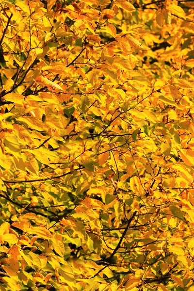 Eine Nahaufnahme Von Zweigen Mit Vergilbten Blättern — Stockfoto