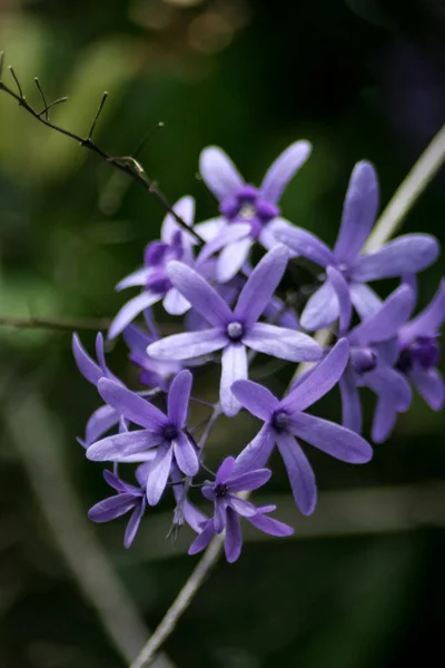 Vertical Closeup Shot Phlox — Stock Photo, Image