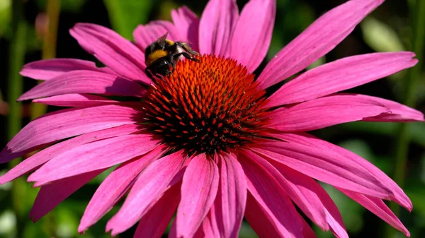 Enfoque Selectivo Una Mosca Recolectando Néctar Floreciendo Coneflower — Foto de Stock