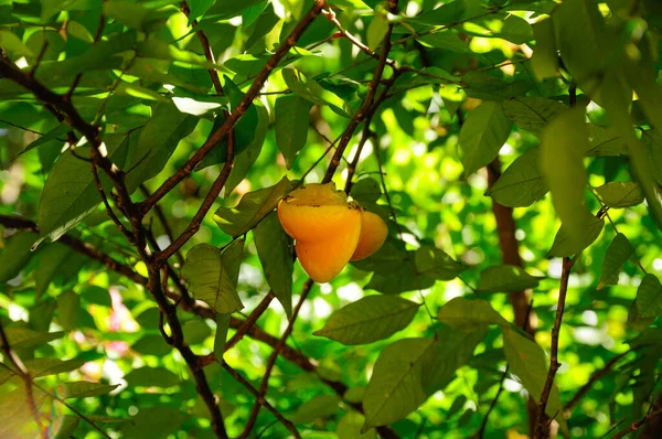 Крупный План Плода Карамболы Дереве Зеленом Фоне — стоковое фото