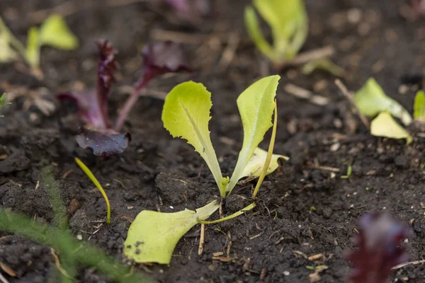 Een Selectieve Focus Shot Van Spruiten Van Planten — Stockfoto