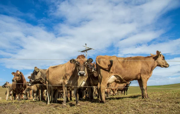 Eine Herde Kühe Auf Einem Ackerland — Stockfoto