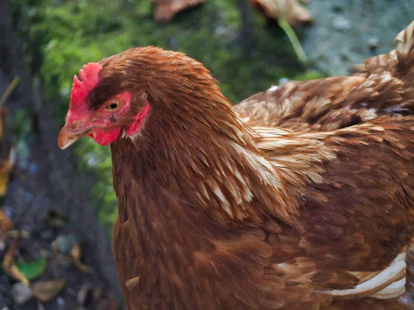 一只褐色的鸡的画像 有选择性地拍摄一只家养的家禽 — 图库照片
