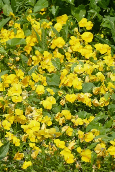 Primer Plano Las Flores Anémona Amarillas Bellamente Florecidas Jardín —  Fotos de Stock
