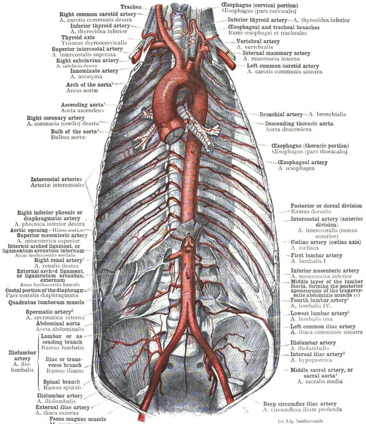 Anatomia Dei Rami Dell Arco Aortico — Foto Stock