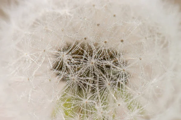 Una Macro Toma Una Planta Diente León — Foto de Stock