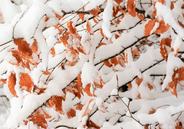 Karla Kaplı Ağaç Dallarına Yakın Plan — Stok fotoğraf
