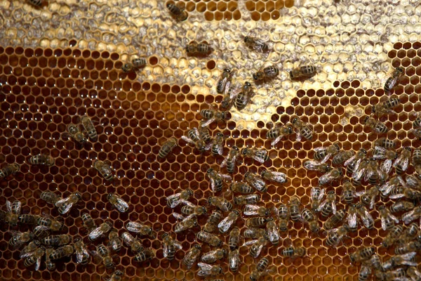 Pszczelarze Pszczelarze Biorą Miód Uli Pszczół Drzew Iglastych — Zdjęcie stockowe