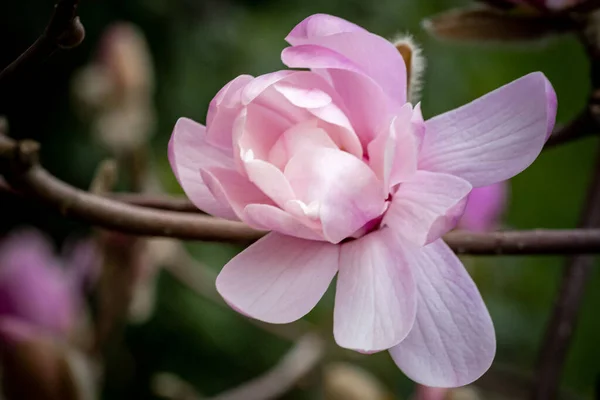 Tiro Seletivo Foco Uma Flor Rosa Exótica Floresta — Fotografia de Stock