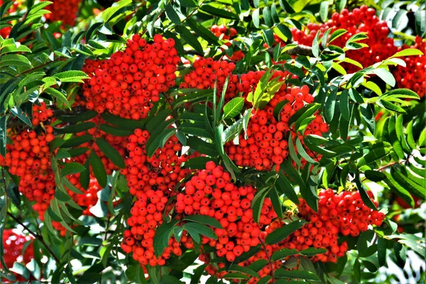 Die Früchte Des Sorbus Domestica Baumes Mit Frischen Grünen Blättern — Stockfoto