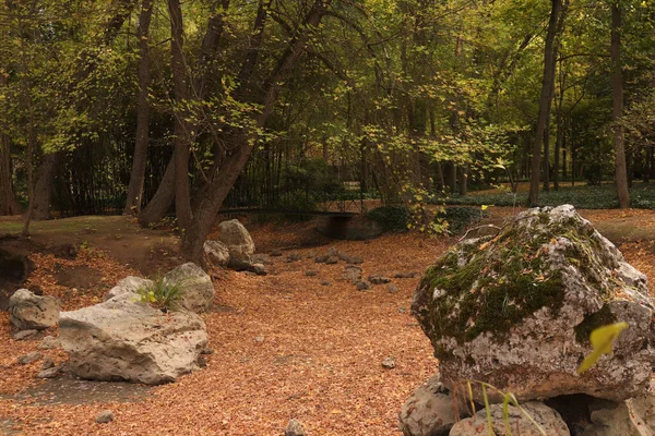 Een Opname Van Een Park Met Heldere Herfstbladeren Grond Gevallen — Stockfoto