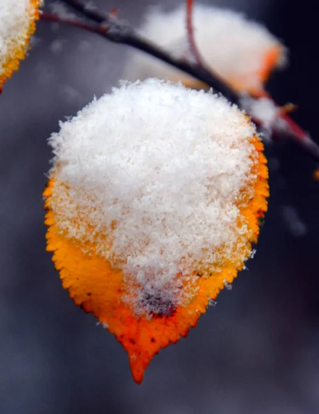 Ein Schöner Schuss Von Schneebedeckten Blättern Auf Einem Zweig — Stockfoto