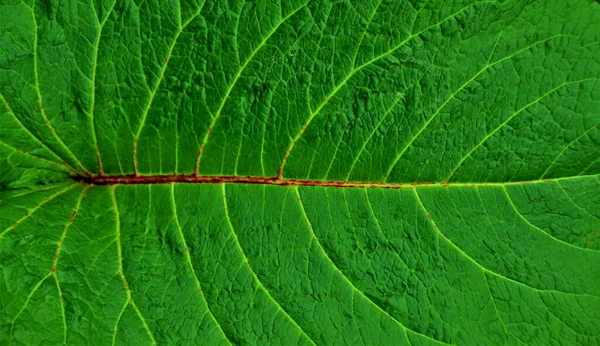 Yeşil Bir Yaprağın Makro Görüntüsü Duvar Kâğıdı Veya Arkgrou Dokusu — Stok fotoğraf