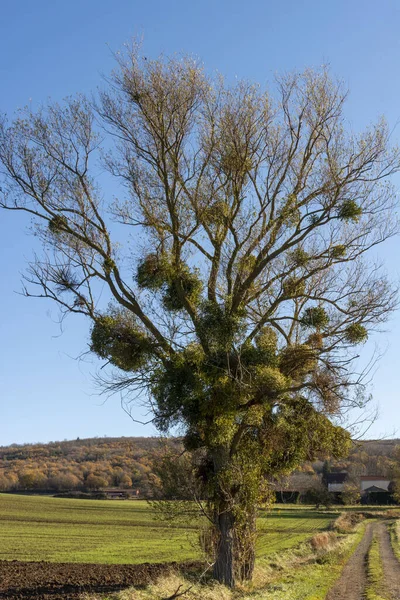 Lodret Skud Voksende Mistletoe Viscum Album Træ Auvergne Rhone Alpes - Stock-foto